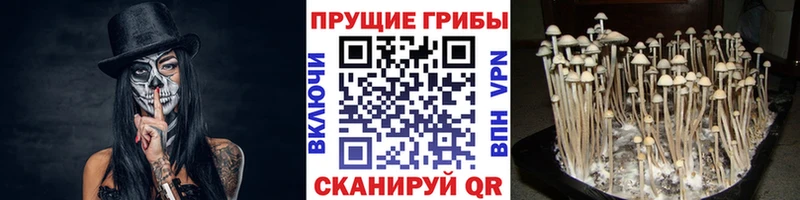 Псилоцибиновые грибы Psilocybine cubensis Набережные Челны